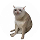CASHCAT
